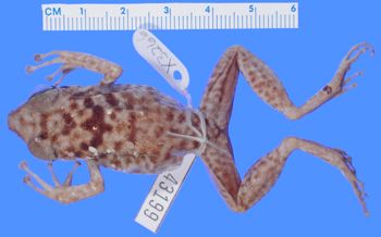 Media type: image; Herpetology A-43199